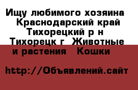 Ищу любимого хозяина! - Краснодарский край, Тихорецкий р-н, Тихорецк г. Животные и растения » Кошки   